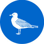 ウミネコイラスト