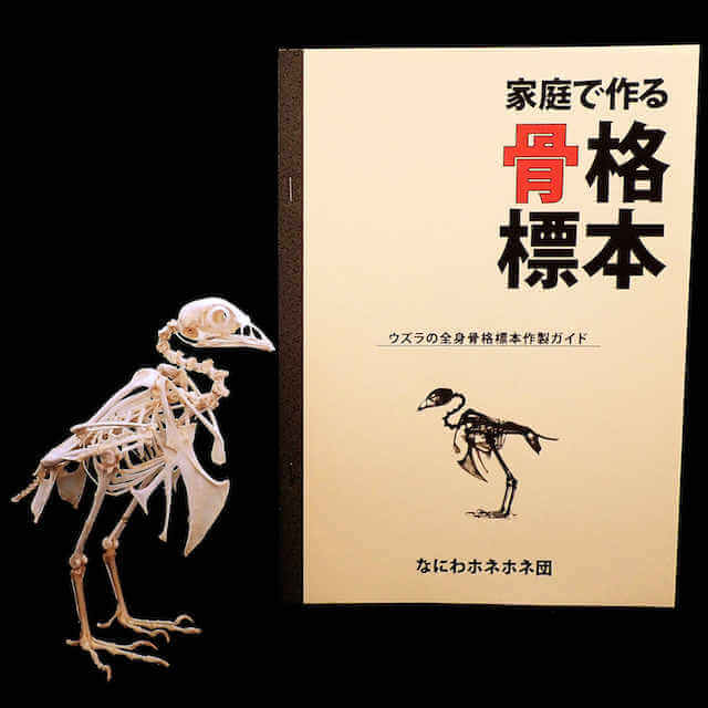 『家庭で作る骨格標本 ウズラの全身骨格標本作製ガイド』書影